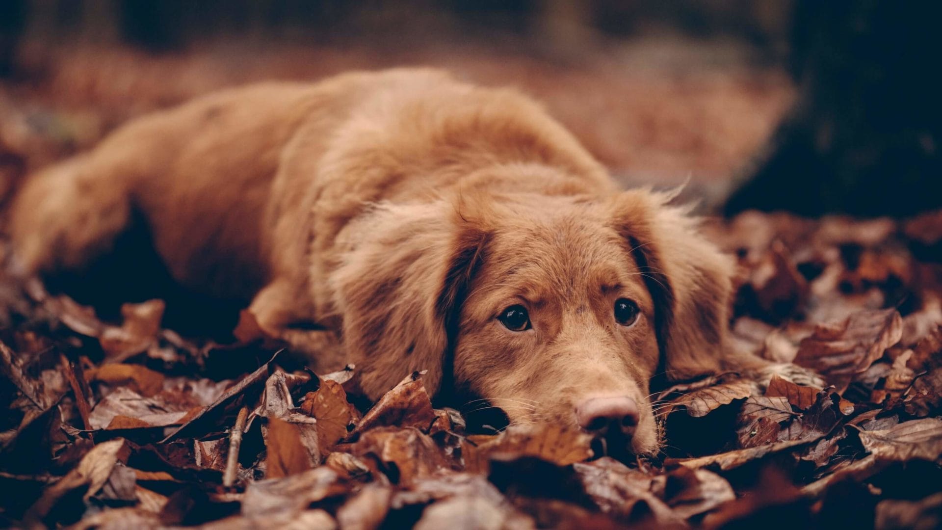 便利な世の中になったなあと思います