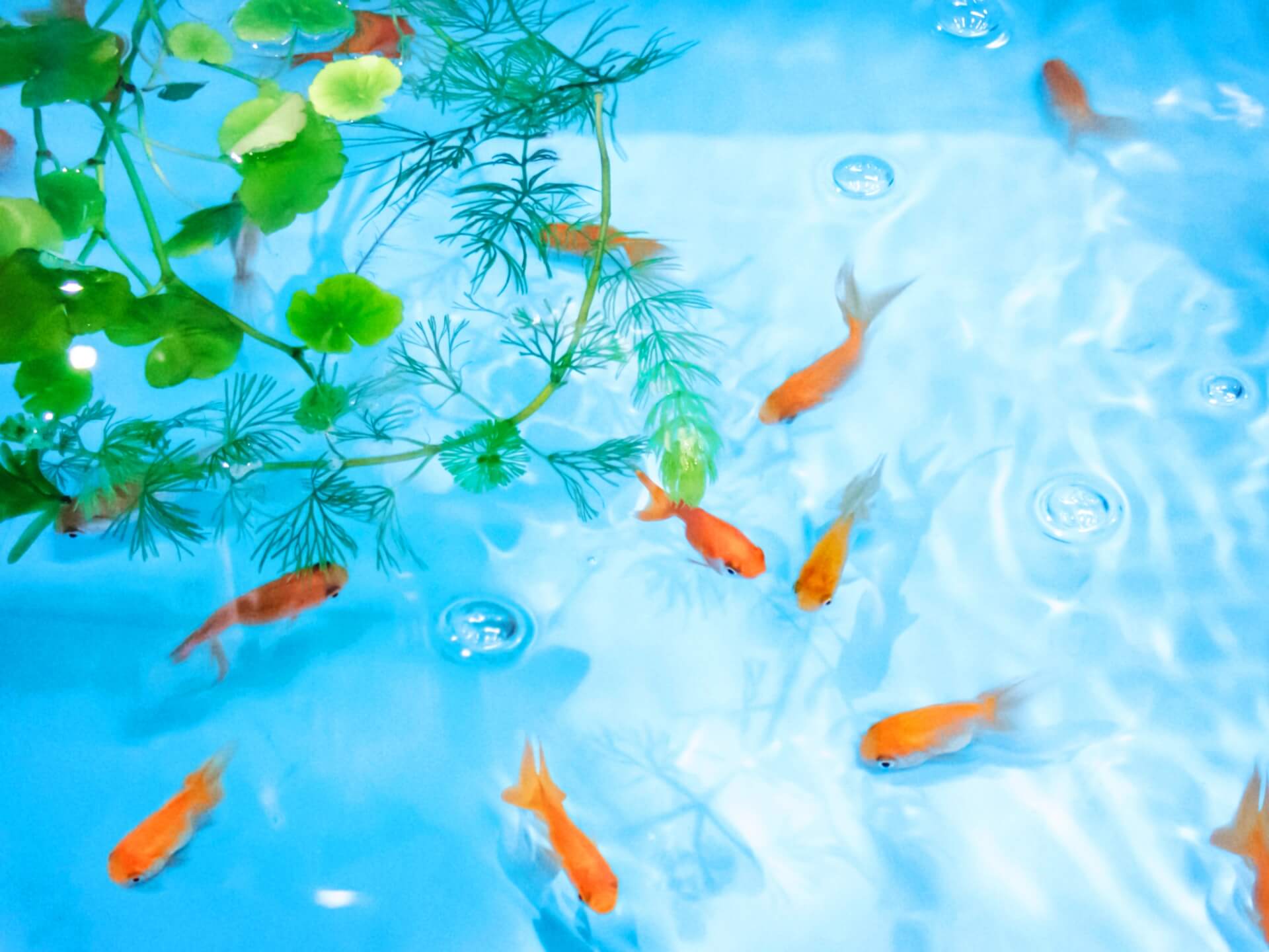 懐かしのガラケー