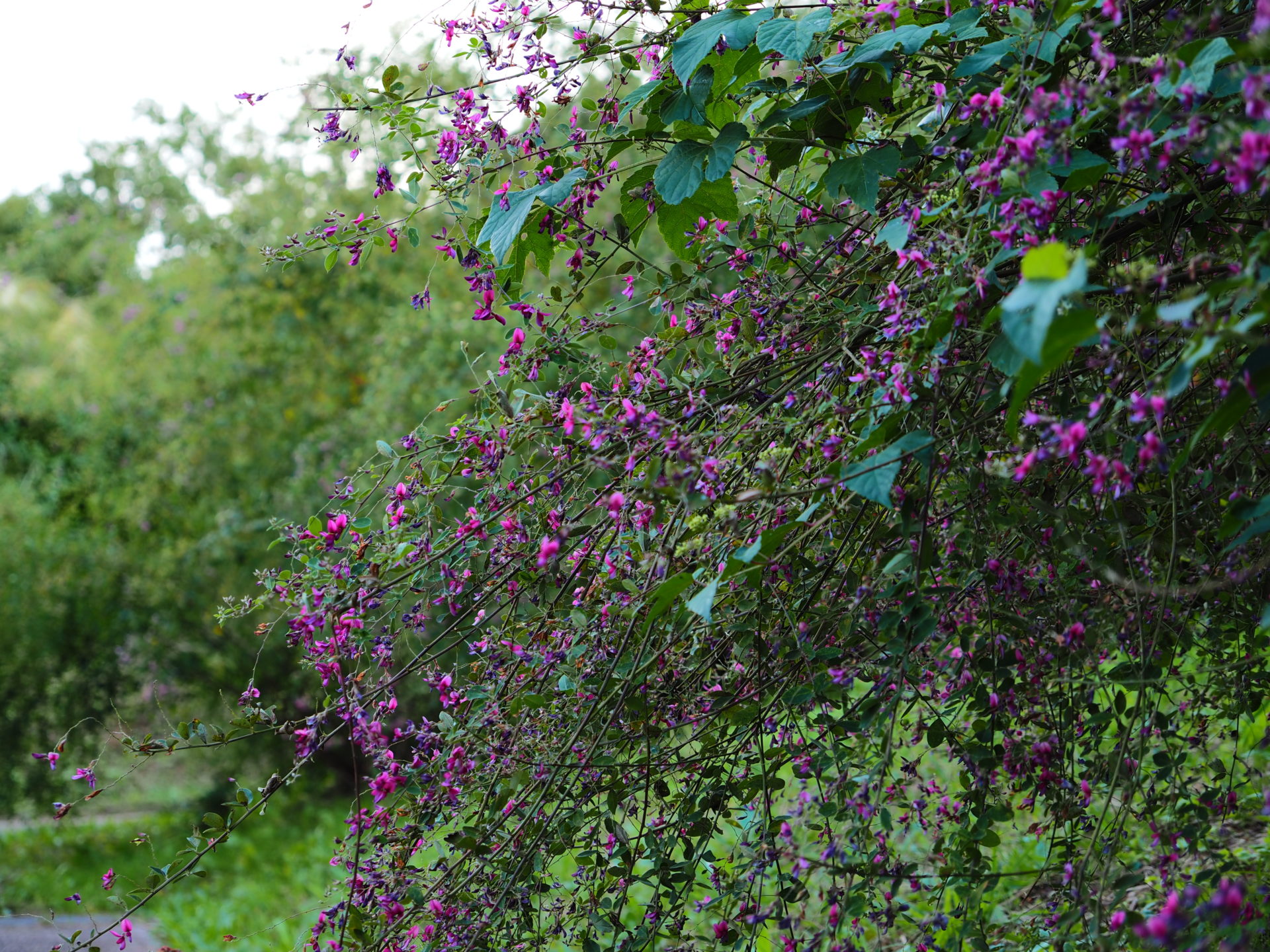 ワクチン接種が終わったので