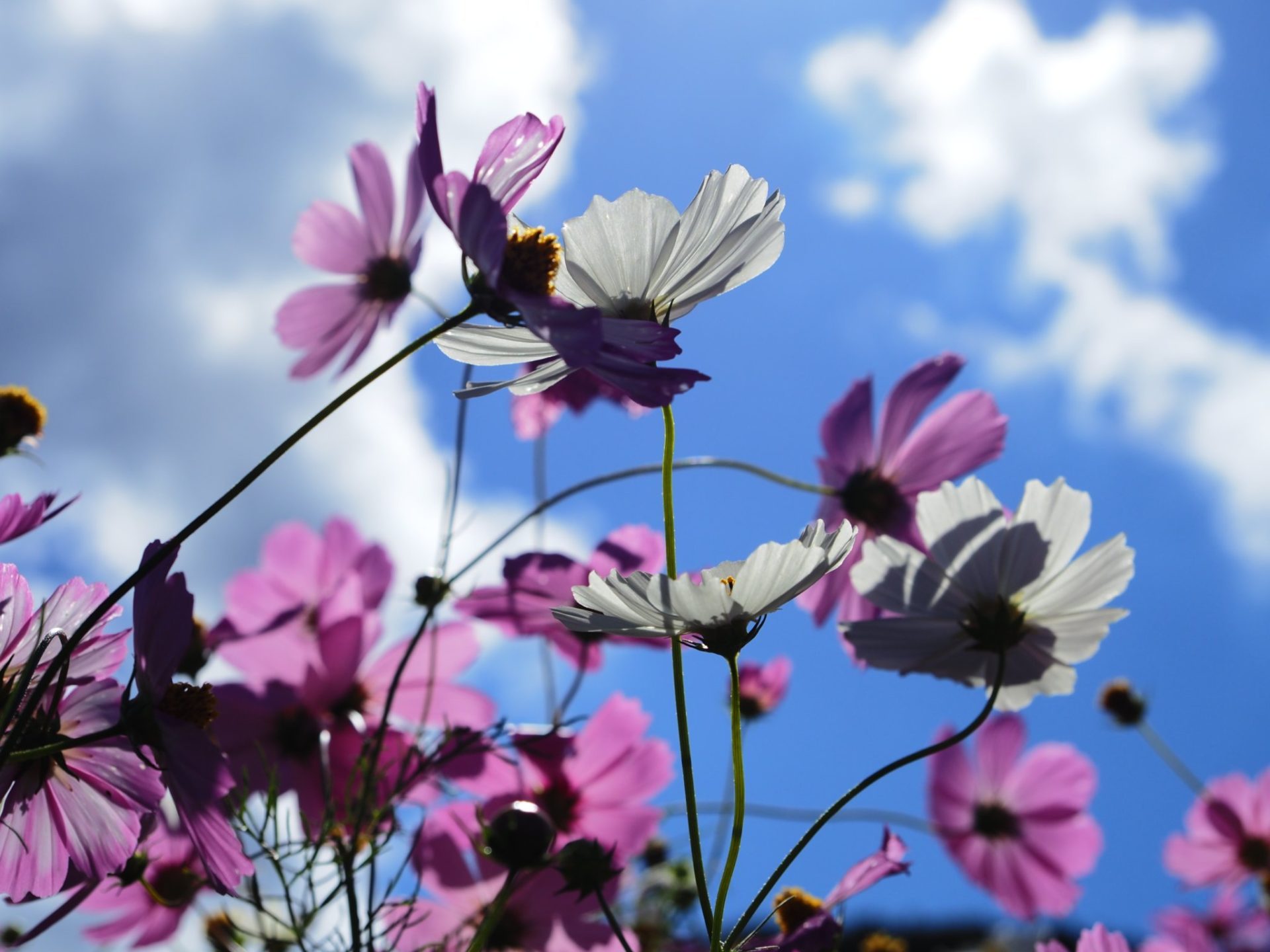 2021第4回石川県総合模試の数学を解いてみた