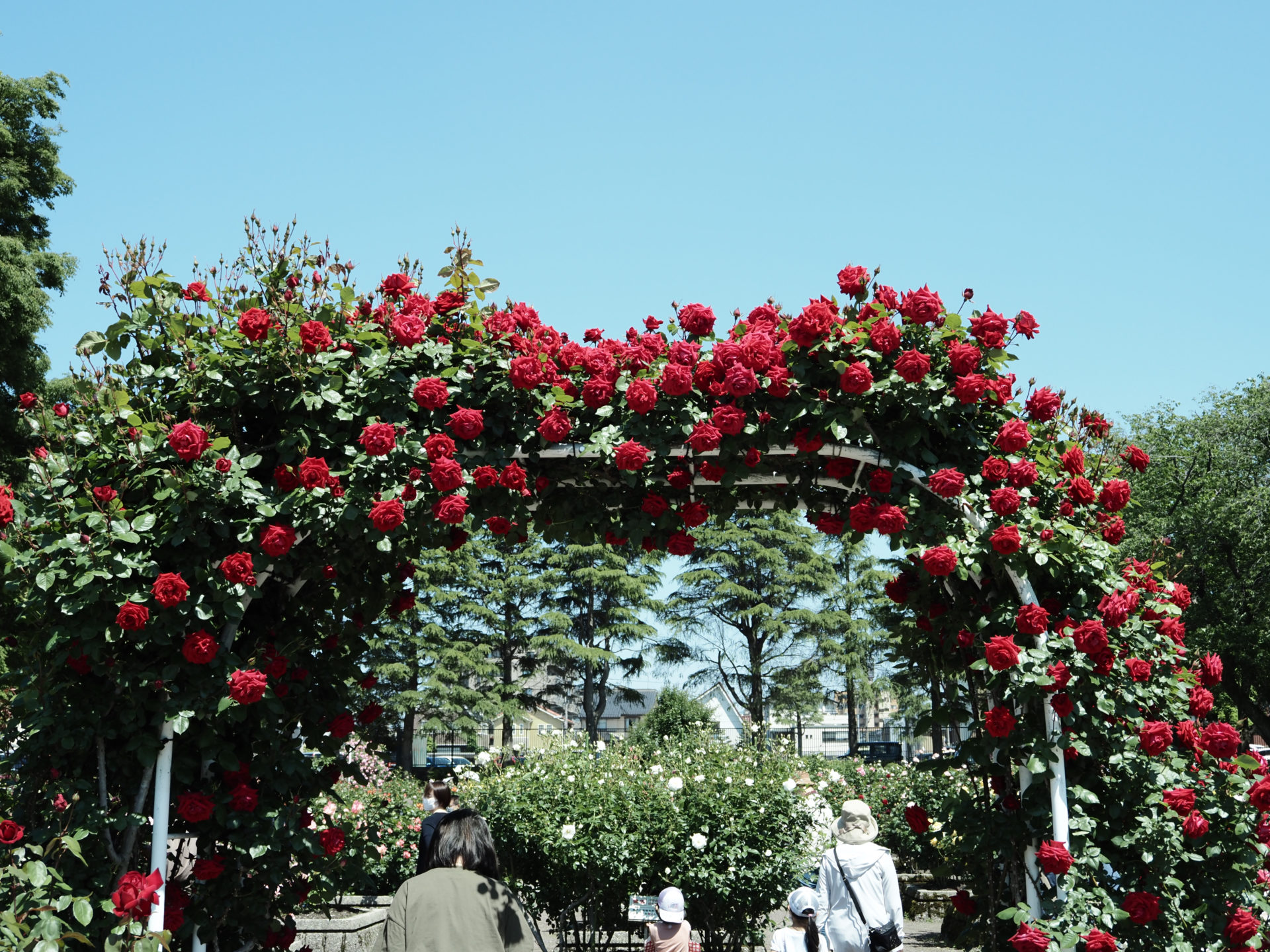 たまに通じない言葉を話す