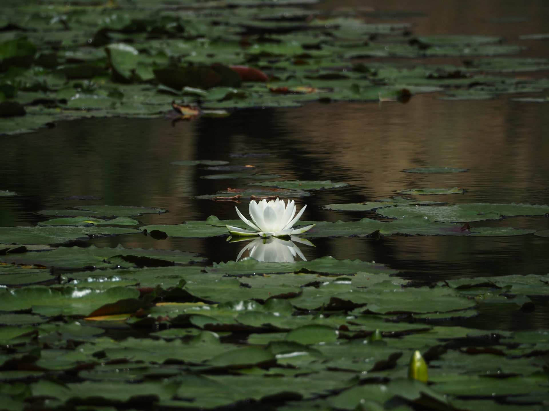 何でもかんでも公式にするもんじゃない