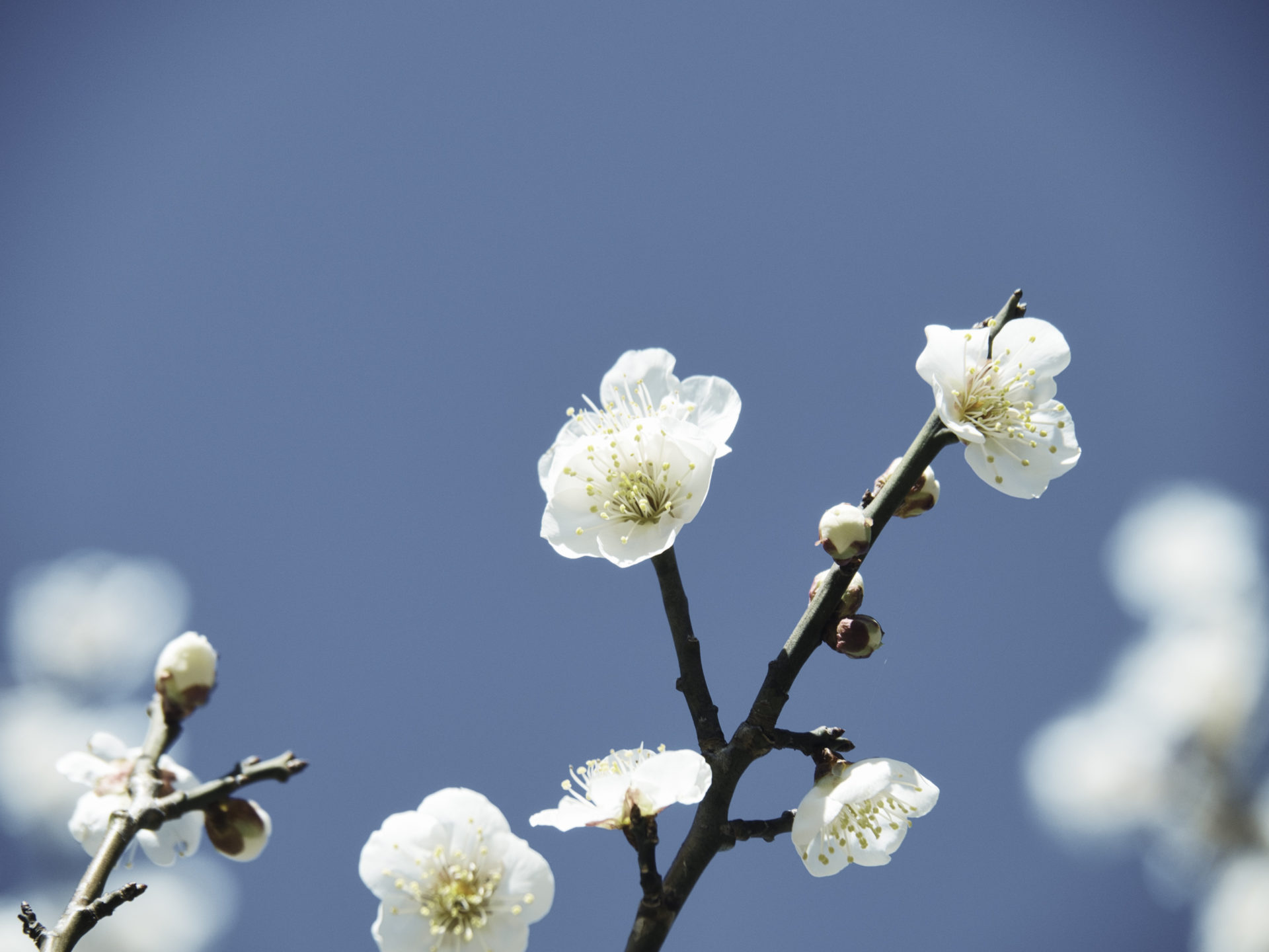 【締切日倍率】2024年度石川県公立高校入試の出願状況