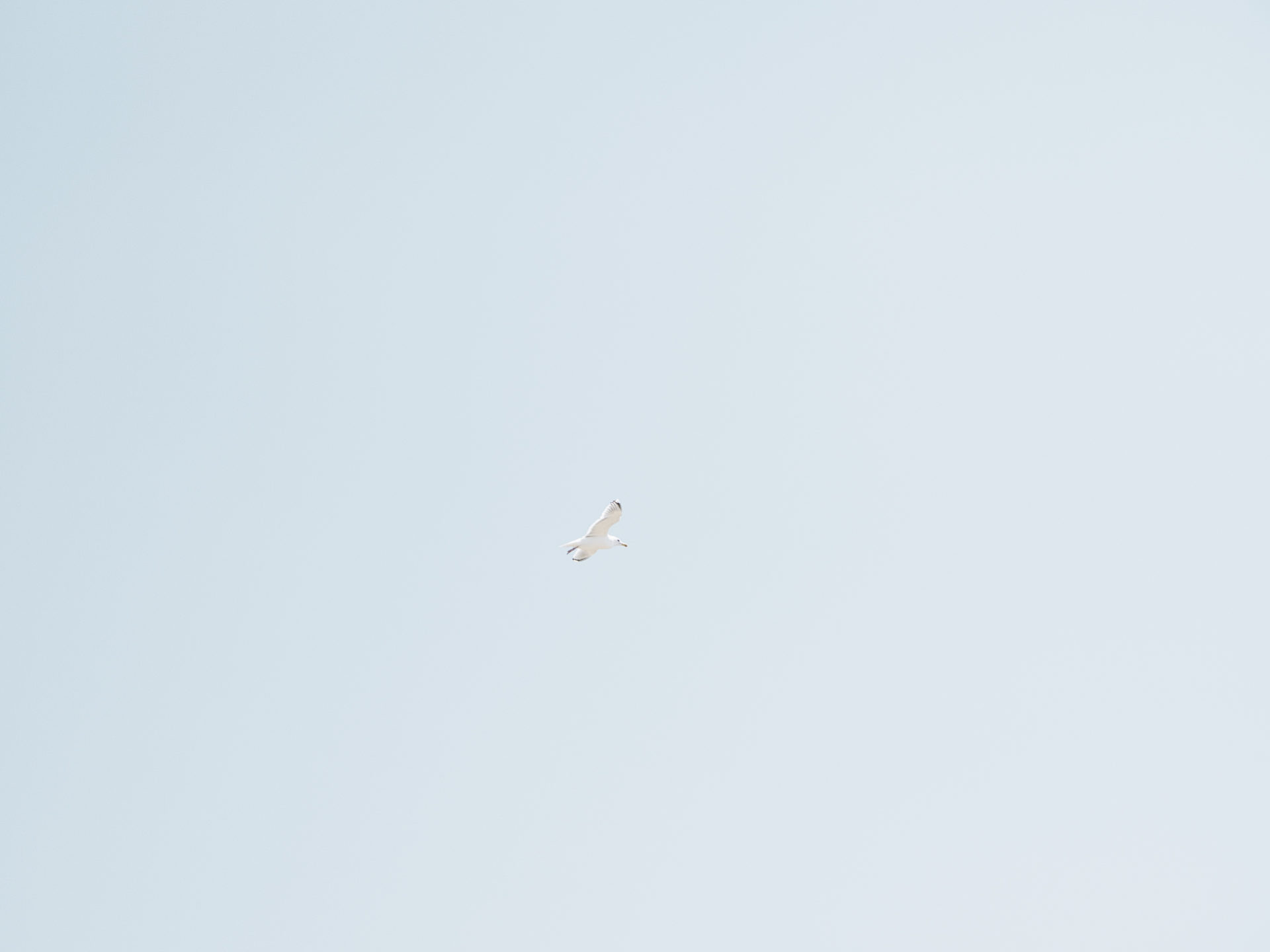 【初日倍率】2024年度石川県公立高校入試の出願状況