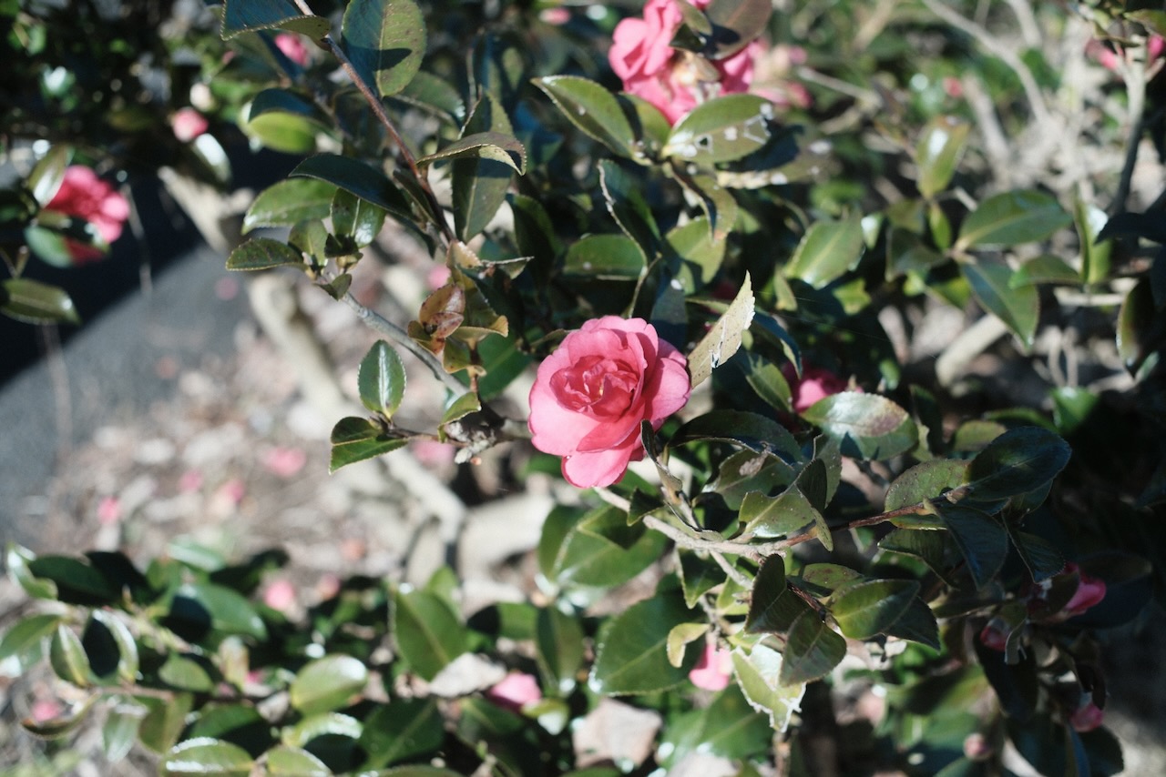 2024年度第7回石川県総合模試の数学を解いてみた