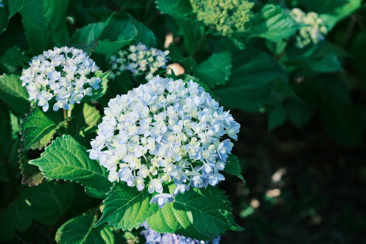 これが終わるといよいよ夏が来る感じ