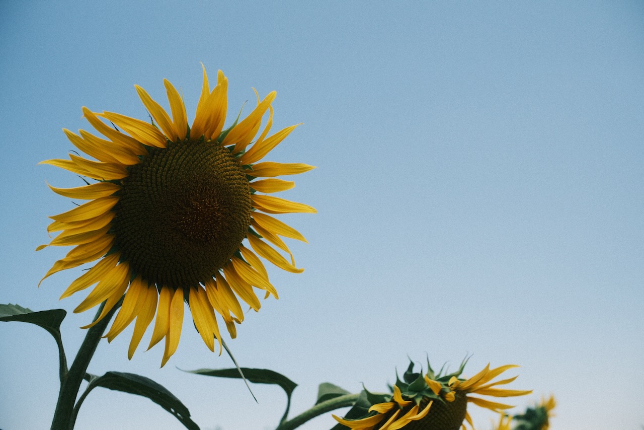 受け継がれるもの